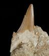 Otodus Shark Tooth Fossil In Matrix #6383-1